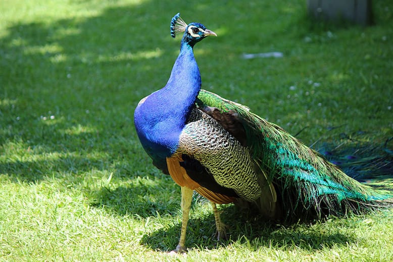 crystal palace gardens porto animals